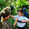   VIP-      -        - Jungle Island Miami VIP Safari Tour Buy Online! (  )