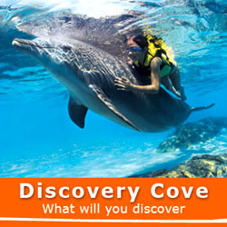 Купить онлайн электронные билеты в тропический парк-курорт 'Бухта открытий' в Орландо! Discovery Cove Orlando e-Tickets Buy Online!
