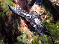 Калифорнийский кондор (California Condor) в Национальном парке Пинаклс (Pinnacles National Park)