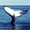   -    . San Diego Whale Watching Cruise Buy Online!