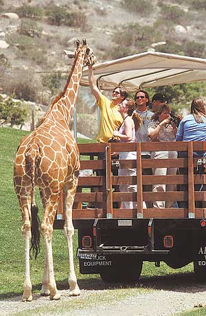 Экскурсия по Парку диких животных в Сан-Диего очень напоминает сафари-тур