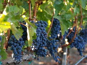 Знаменитые виноградники Долины Напа (Napa Valley), Калифорнии