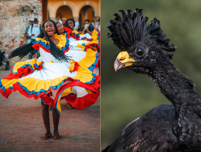  . Great Curassow Male, Colombia