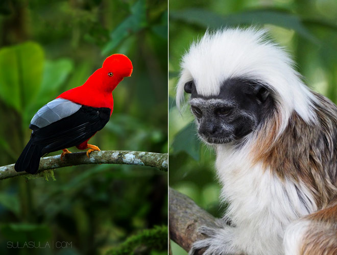  . Colombian Cotton-headed Tamarin, Colombia