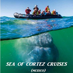     -   ()!       . Sea of Cortez Mexico Cruises. Baja California Whales Watching!