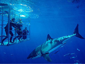 Tet-a-tet     (Great White Shark),  , ,  (Farallons Islands, California, USA)