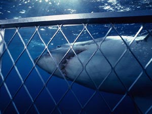    (Great White Shark),  , ,  (Farallons Islands, California, USA)