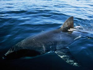    (Great White Shark),  , ,  (Farallons Islands, California, USA)