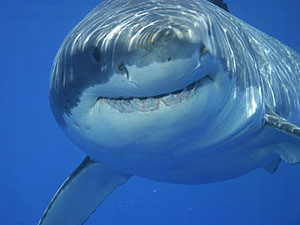    (Great White Shark),  , ,  (Farallons Islands, California, USA)