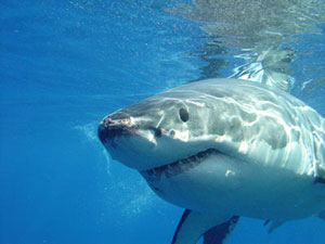    (Great White Shark),  , ,  (Farallons Islands, California, USA)