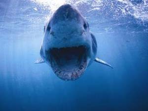        (Great White Shark),  , ,  (Farallons Islands, California, USA)