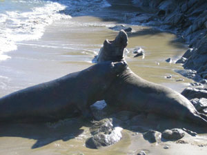   (The Northern Elephant Seals),  , ,  (Farallons Islands, California, USA)