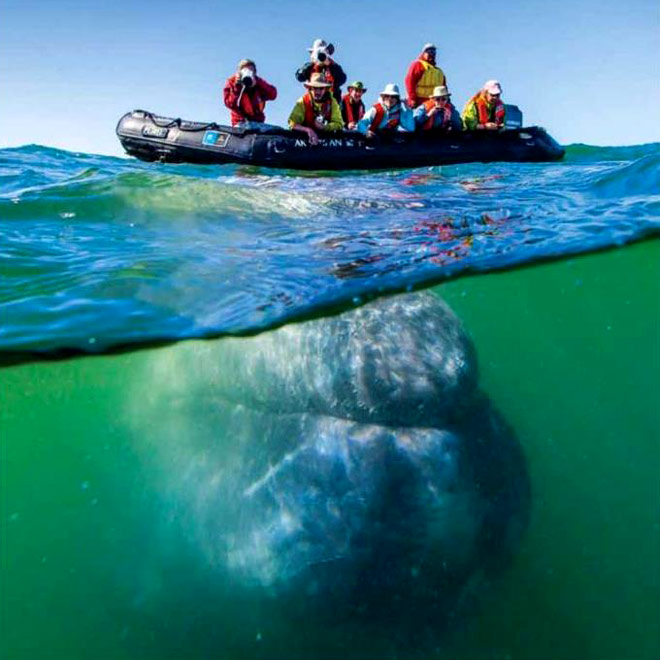          . Baja California whales watching cruises